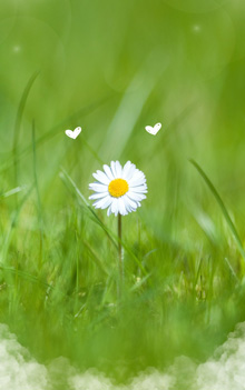 Pretenții Pretenții